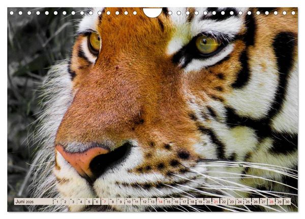 Produktbild: Tiger. Gestreift, wild u. sch&ouml;n (Wandkalender 2026 DIN A4 quer), CALVENDO Monatskalender