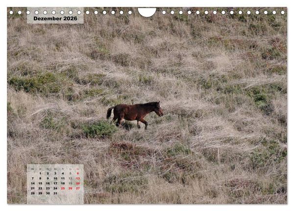 Produktbild: Nordportugal - Heimat der letzten wilden Pferde (Wandkalender 2026 DIN A4 quer), CALVENDO Monatskalender