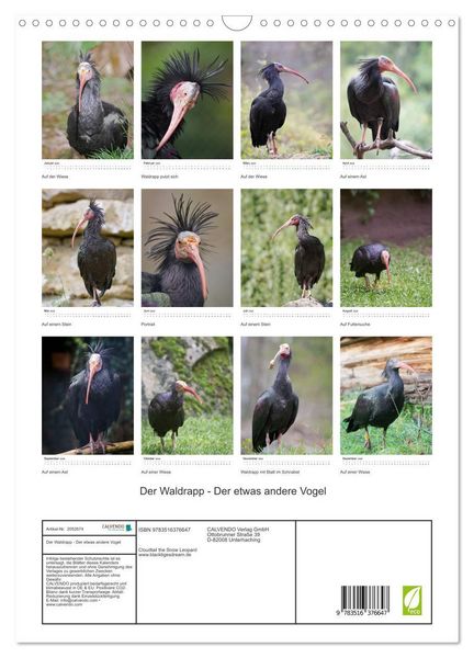 Produktbild: Der Waldrapp - Der etwas andere Vogel (Wandkalender 2026 DIN A3 hoch), CALVENDO Monatskalender