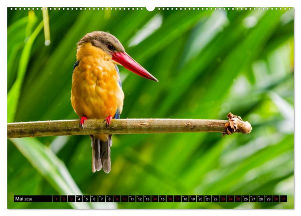 Produktbild: Singapurs Tierwelt (Wandkalender 2026 DIN A2 quer), CALVENDO Monatskalender