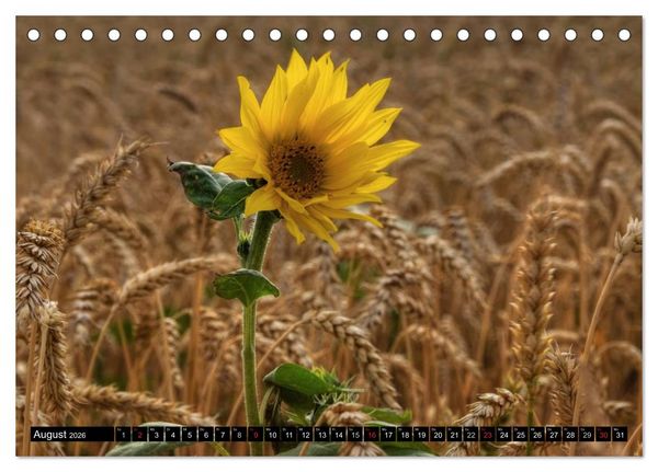 Produktbild: Zeit f&uuml;r Sonnenblumen (Tischkalender 2026 DIN A5 quer), CALVENDO Monatskalender