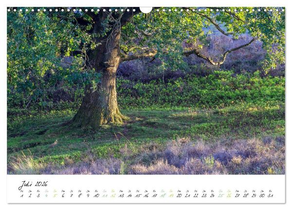 Produktbild: In der Welt der B&auml;ume (Wandkalender 2026 DIN A3 quer), CALVENDO Monatskalender