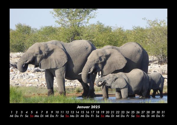Produktbild: Elefanten 2025 Fotokalender DIN A3