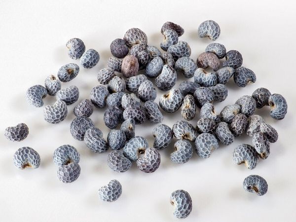 Produktbild: CALVENDO Puzzle Blaumohn | 1000 Teile Lege-Gr&ouml;&szlig;e 64x48cm Foto-Puzzle f&uuml;r gl&uuml;ckliche Stunden