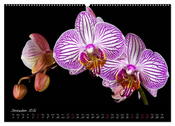 Produktbild: Orchids (High Quality Premium Wall Calendar 2026 DIN A2 landscape),CALVENDO 12 Month Wall Calendar