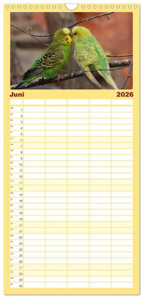 Produktbild: Familienplaner 2026 - Wellensittiche - Gefiederte Freunde mit 5 Spalten (Wandkalender, 21 x 45 cm) CALVENDO