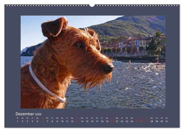 Produktbild: Kelly, der Irish Terrier - innen und au&szlig;en aus Gold (hochwertiger Premium Wandkalender 2026 DIN A2 quer), Kunstdruck in Hochglanz