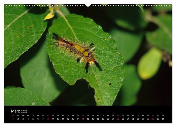Produktbild: Faszination Schmetterlingsraupen (Wandkalender 2026 DIN A2 quer), CALVENDO Monatskalender