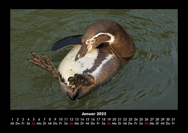Produktbild: Pinguine & Eisb&auml;ren 2025 Fotokalender DIN A3