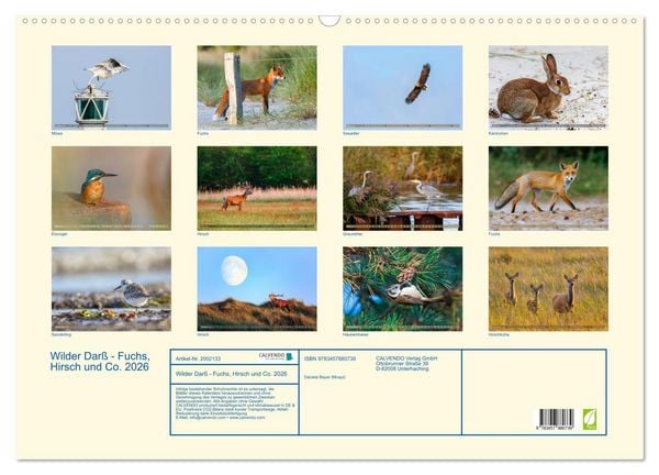 Produktbild: Wilder Dar&szlig; - Fuchs, Hirsch und Co. 2026 (Wandkalender 2026 DIN A2 quer), CALVENDO Monatskalender