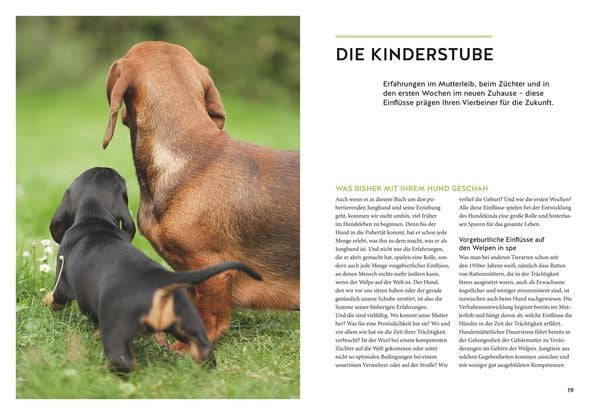 Produktbild: Wenn der Welpe zum halbstarken Hund wird