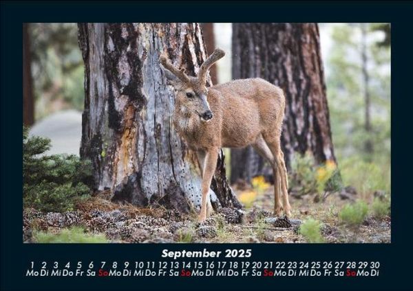Produktbild: Waldbewohner 2025 Fotokalender DIN A5