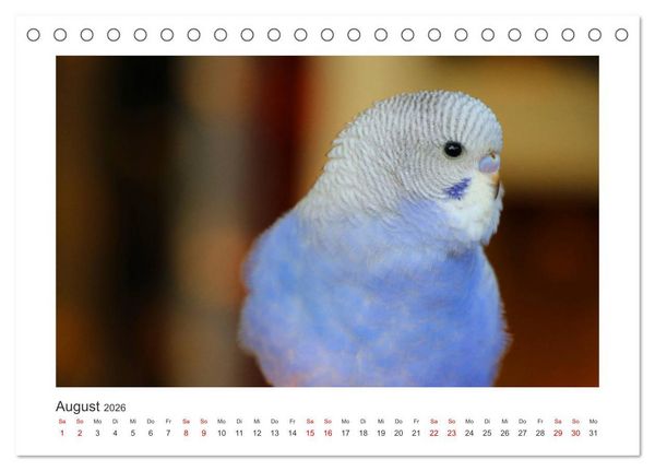 Produktbild: Wellensittichkalender! - Das Original (Tischkalender 2026 DIN A5 quer), CALVENDO Monatskalender