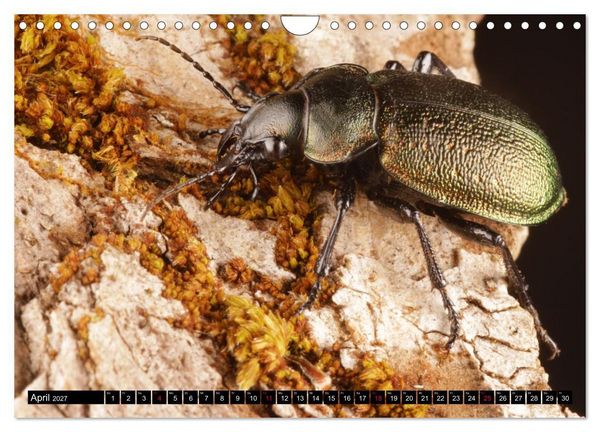 Produktbild: LAUFK&Auml;FER - CARABIDAE (Wandkalender 2027 DIN A4 quer), CALVENDO Monatskalender