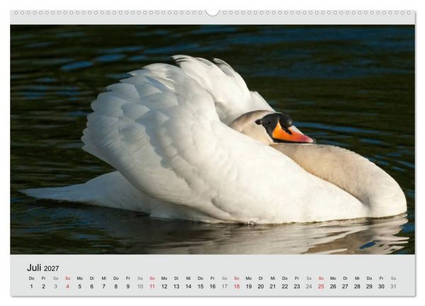 Produktbild: Mit dem Schwan durchs Jahr 2027 (Wandkalender 2027 DIN A2 quer), CALVENDO Monatskalender