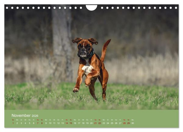 Produktbild: Fantastische Boxer - Sieger der Herzen (Wandkalender 2026 DIN A4 quer), CALVENDO Monatskalender
