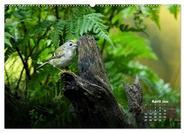 Produktbild: V&ouml;gel in heimischen W&auml;ldern (Wandkalender 2026 DIN A2 quer), CALVENDO Monatskalender
