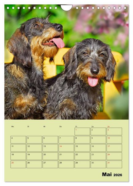 Produktbild: Dackeltr&auml;ume - Ein Familienplaner f&uuml;r das Jahr (Wandkalender 2026 DIN A4 hoch), CALVENDO Monatskalender