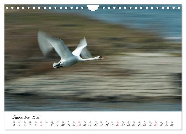 Produktbild: Ein Jahr mit den Schw&auml;nen (Wandkalender 2026 DIN A4 quer), CALVENDO Monatskalender
