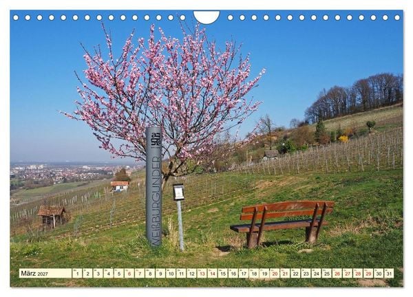 Produktbild: Bensheim an der Bergstra&szlig;e Mandelbl&uuml;te, Wein und Fachwerk (Wandkalender 2027 DIN A4 quer), CALVENDO Monatskalender