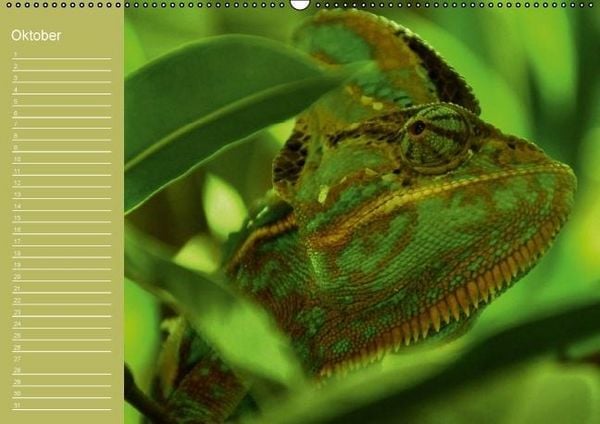 Produktbild: Drachen / Geburtstagskalender (Wandkalender immerw&auml;hrend DIN A2 quer)