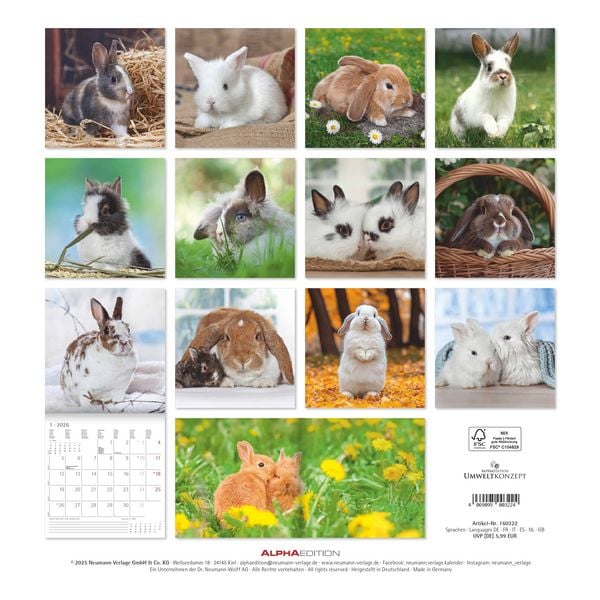 Produktbild: Kaninchen 2026 - Broschürenkalender 30x30 cm (30x60 geöffnet) - Kalender mit Platz für Notizen - Rabbits - Bildkalender - Wandplaner - Wandkalender