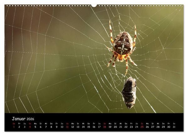 Produktbild: Heimische Spinnen (Wandkalender 2026 DIN A2 quer), CALVENDO Monatskalender