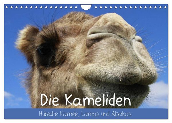 Produktbild: Die Kameliden. H&uuml;bsche Kamele, Lamas und Alpakas (Wandkalender 2026 DIN A4 quer), CALVENDO Monatskalender
