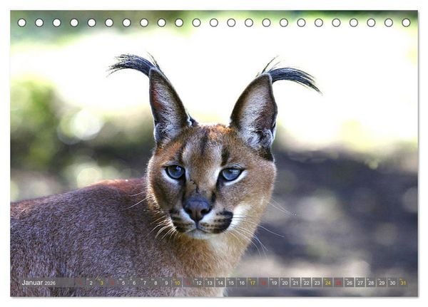 Produktbild: Katzen Afrikas (Tischkalender 2026 DIN A5 quer), CALVENDO Monatskalender