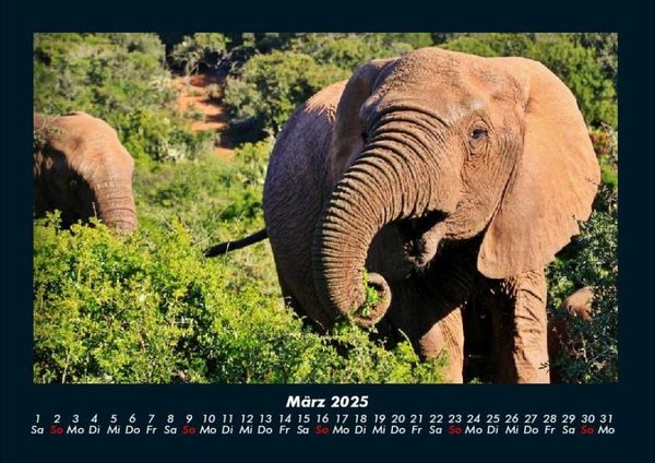 Produktbild: Elefanten 2025 Fotokalender DIN A4