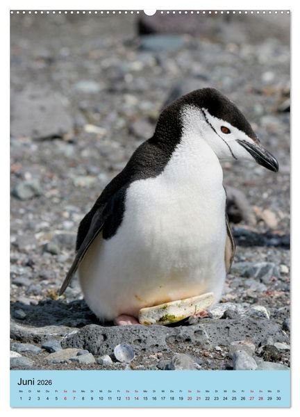 Produktbild: Antarktis - Das Gebiet der Pinguine (Wandkalender 2026 DIN A2 hoch), CALVENDO Monatskalender