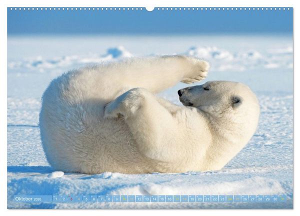 Produktbild: Eisb&auml;ren: Lebensk&uuml;nstler im Eis (hochwertiger Premium Wandkalender 2026 DIN A2 quer), Kunstdruck in Hochglanz
