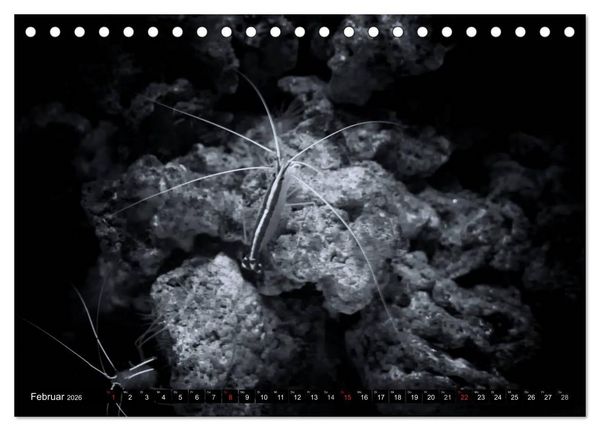 Produktbild: Meerestiere Bilder in Schwarz Weiss (Tischkalender 2026 DIN A5 quer), CALVENDO Monatskalender