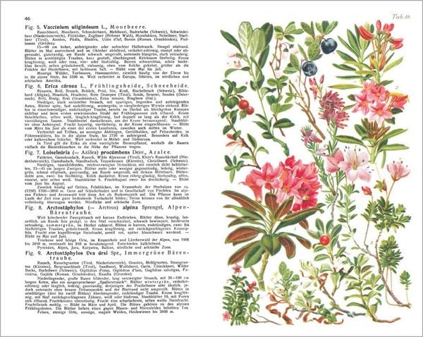 Produktbild: Alpenflora - der erste umfassende Naturf&uuml;hrer der alpinen Pflanzenwelt. &Uuml;ber 260 detaillierte, handgezeichnete Illustrationen und genaue Beschreibungen