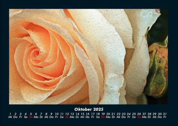 Produktbild: Rosen-Kalender 2025 Fotokalender DIN A4