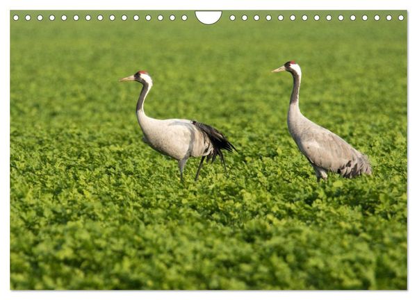 Produktbild: Kraniche auf dem Weg nach S&uuml;den (Wandkalender 2025 DIN A4 quer), CALVENDO Monatskalender