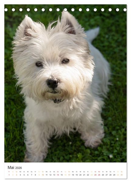 Produktbild: Der Westie - Portrait eines West Highland White Terriers (Tischkalender 2026 DIN A5 hoch), CALVENDO Monatskalender