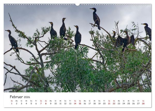 Produktbild: Donau-Delta (Wandkalender 2026 DIN A2 quer), CALVENDO Monatskalender