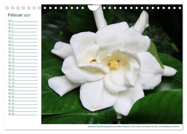 Produktbild: S&uuml;dsee-Insel Mo'orea (Wandkalender 2027 DIN A4 quer), CALVENDO Monatskalender