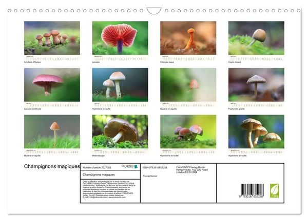 Produktbild: Champignons magiques (Calendrier mural 2027 DIN A3 vertical), CALVENDO calendrier mensuel