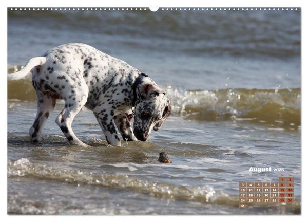 Produktbild: Ein Dalmatiner und ein Beagle - Auf der maritimen Jagd nach dem weltbesten Stock (hochwertiger Premium Wandkalender 2026 DIN A2 quer), Kunstdruck in Hochglanz