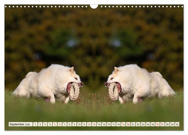 Produktbild: Mit doppelter Power durch das Jahr (Wandkalender 2026 DIN A3 quer), CALVENDO Monatskalender