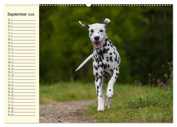 Produktbild: Auf den Punkt - Dalmatiner (Wandkalender 2026 DIN A2 quer), CALVENDO Monatskalender