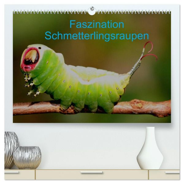 Faszination Schmetterlingsraupen (hochwertiger Premium Wandkalender 2026 DIN A2 quer), Kunstdruck in Hochglanz