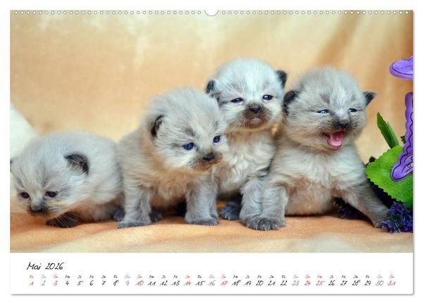 Produktbild: Katzenparade (Wandkalender 2026 DIN A2 quer), CALVENDO Monatskalender