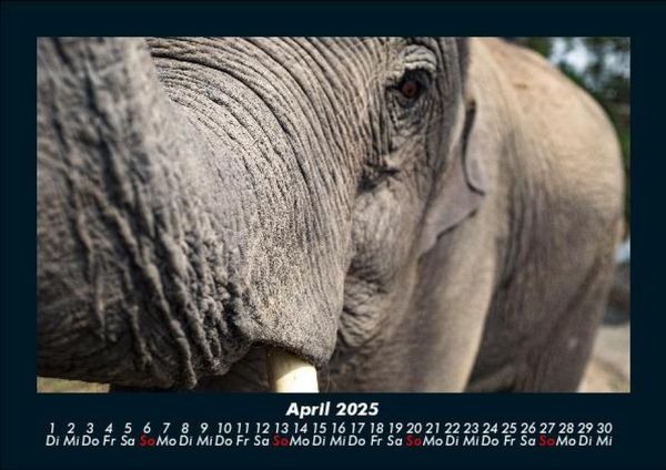 Produktbild: Der Elefantenkalender 2025 Fotokalender DIN A5