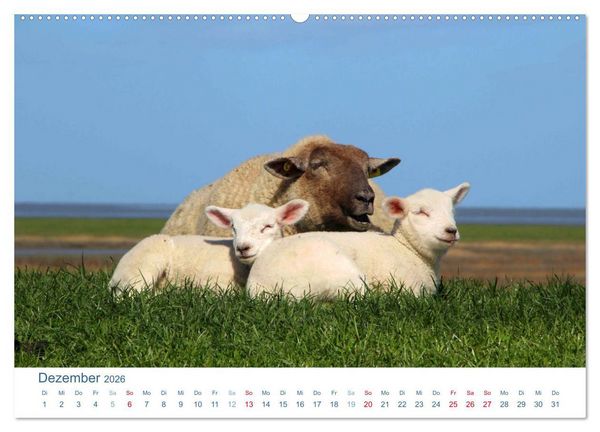 Produktbild: Schafe am Deich 2026. Tierische Impressionen von der Nordseek&uuml;ste (hochwertiger Premium Wandkalender 2026 DIN A2 quer), Kunstdruck in Hochglanz