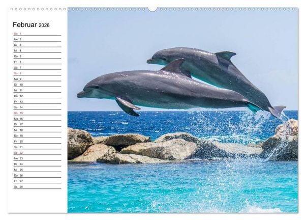 Produktbild: Delfine - L&auml;chelnde Intelligenz (Wandkalender 2026 DIN A2 quer), CALVENDO Monatskalender