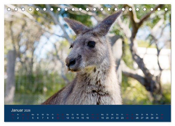Produktbild: Freilebende K&auml;ngurus (Tischkalender 2026 DIN A5 quer), CALVENDO Monatskalender