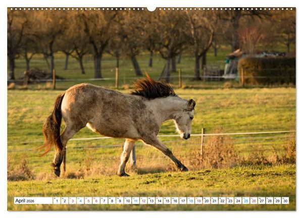 Produktbild: Durch das Jahr mit dem Connemara Pony Holly (Wandkalender 2026 DIN A2 quer), CALVENDO Monatskalender